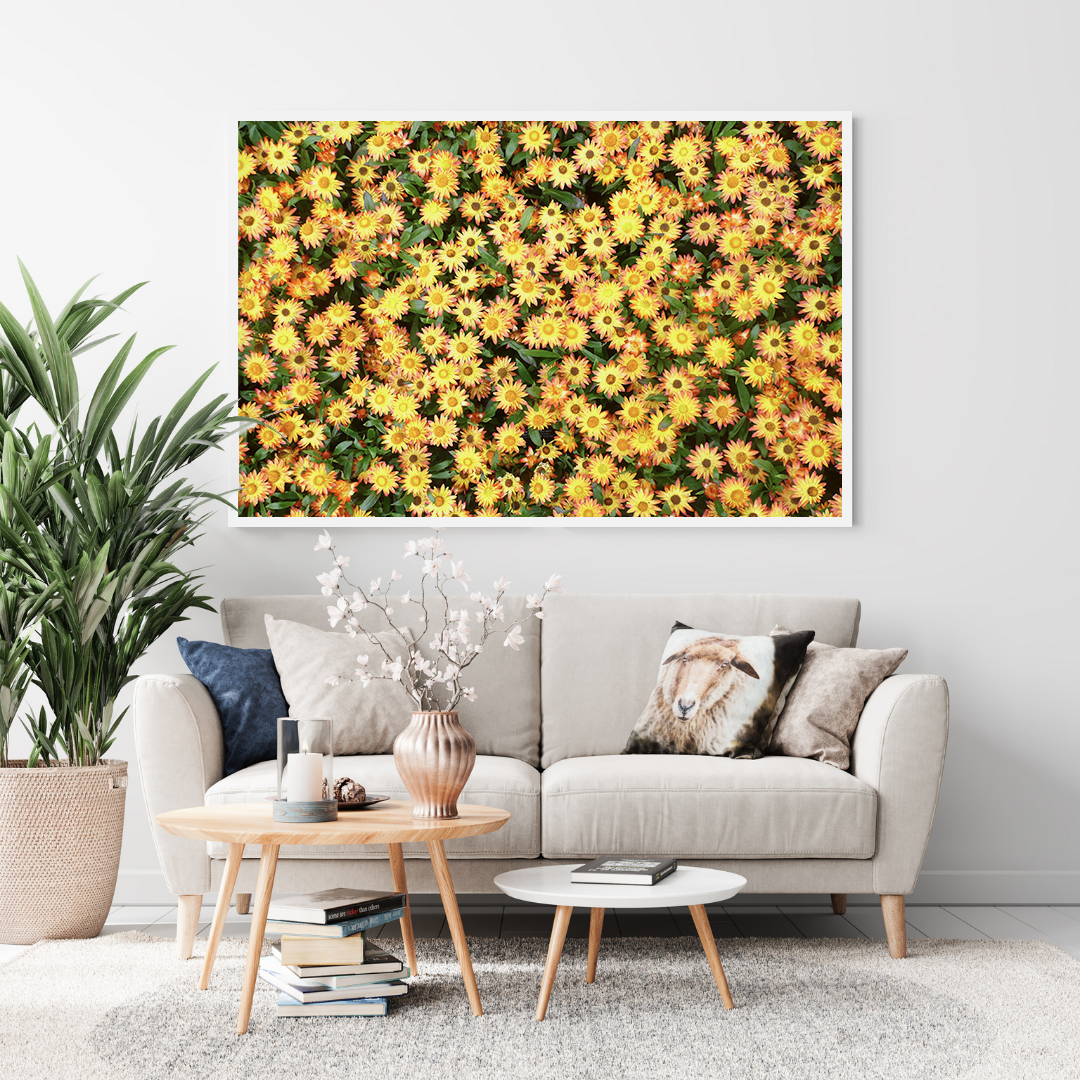 Golden Paper Daisies original abstract contextualised office art modern decor photo print by Blair Montague Drake